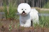 BICHON FRISE 397